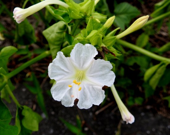 オシロイバナ 6株 6本 抜き苗 お白い花 白粉花 露地栽培 農薬不